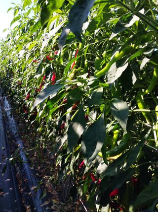 정양면 님의 고추 · 영농일지 작성글 사진