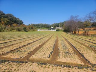 홍산농부님의 마늘 · 마늘 쪽 비대기 작성글 사진