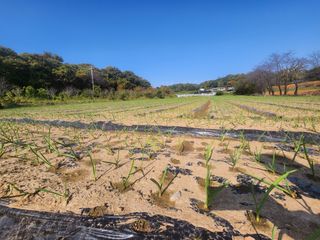홍산농부님의 마늘 · 마늘 쪽 비대기 작성글 사진