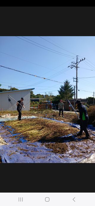 0103440880님의 들깨 · 영농일지 작성글 사진