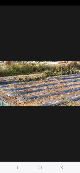 0103440880님의 들깨 · 영농일지 작성글 사진