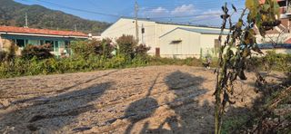 박산하님의 마늘 · 영농일지 작성글 사진