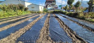 박산하님의 마늘 · 영농일지 작성글 사진