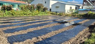 박산하님의 마늘 · 영농일지 작성글 사진