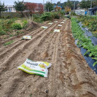 정민지호맘님의 마늘 · 영농일지 작성글 사진