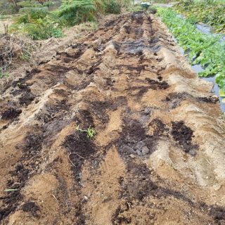 정민지호맘님의 마늘 · 영농일지 작성글 사진