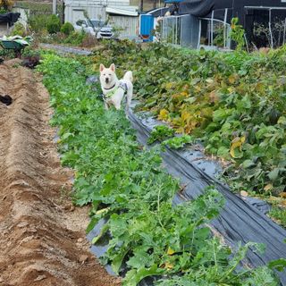 정민지호맘님의 마늘 · 영농일지 작성글 사진