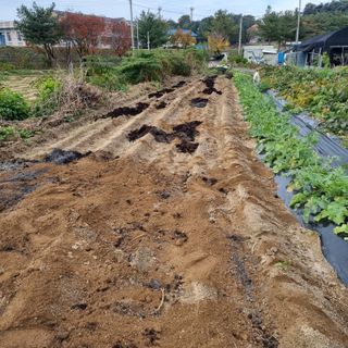 정민지호맘님의 마늘 · 영농일지 작성글 사진