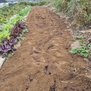 정민지호맘님의 마늘 · 영농일지 작성글 사진