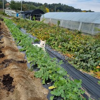 정민지호맘님의 마늘 · 영농일지 작성글 사진