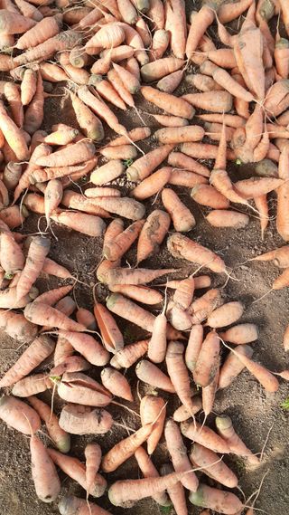 초보텃밭님의 자유주제 · 자유게시판 작성글 사진