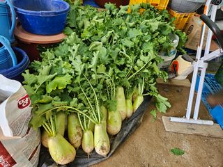 경달현님의 배추 · 영농일지 작성글 사진