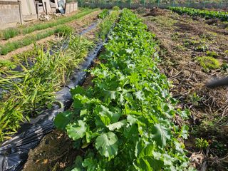 경달현님의 배추 · 영농일지 작성글 사진