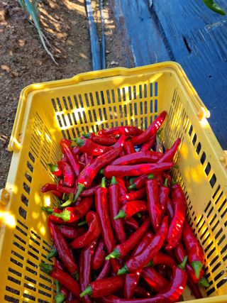 박성연님의 복숭아 · 자유게시판 작성글 사진