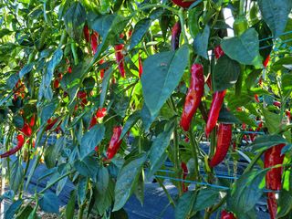 박성연님의 복숭아 · 자유게시판 작성글 사진