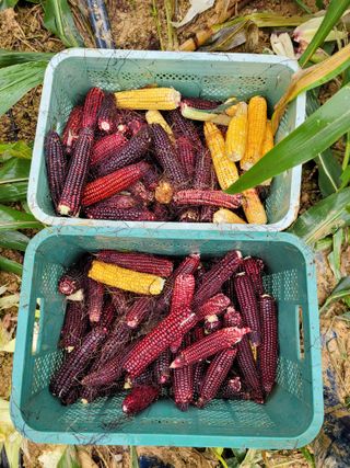 기프티콘님의 농사경력 최고의 순간을 알려주세요. · 참여글 작성글 사진