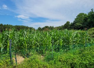 기프티콘님의 농사경력 최고의 순간을 알려주세요. · 참여글 작성글 사진