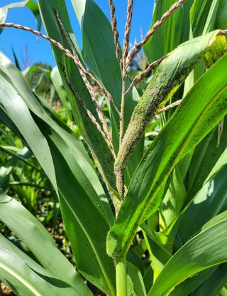 기프티콘님의 농사경력 최고의 순간을 알려주세요. · 참여글 작성글 사진