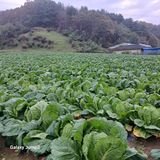 팜모닝 농사경력 최고의 순간을 알려주세요.·참여글 게시글 이미지