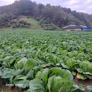 규수김님의 농사경력 최고의 순간을 알려주세요. · 참여글 작성글 사진