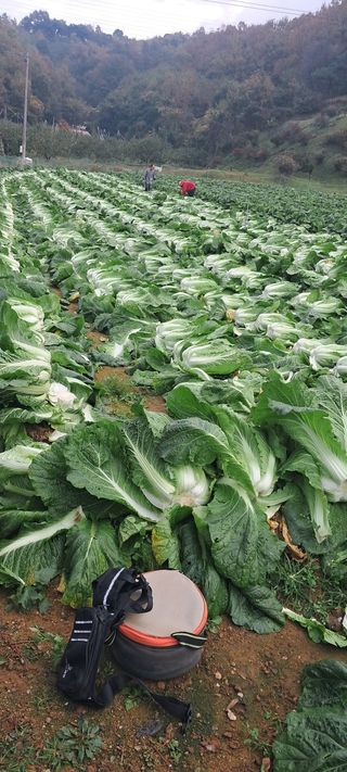 규수김님의 농사경력 최고의 순간을 알려주세요. · 참여글 작성글 사진