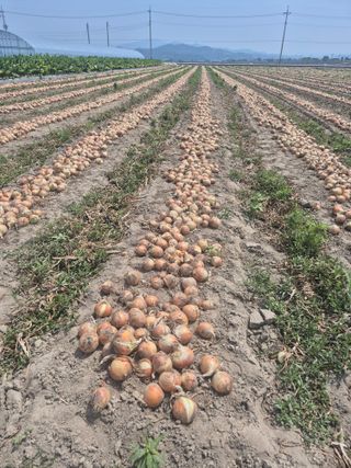 송광만님의 농사경력 최고의 순간을 알려주세요. · 참여글 작성글 사진