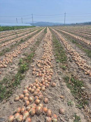 송광만님의 농사경력 최고의 순간을 알려주세요. · 참여글 작성글 사진