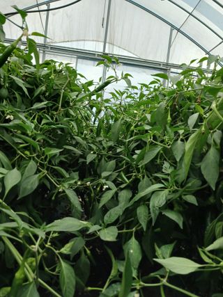 최광순님의 고추 · 영농일지 작성글 사진