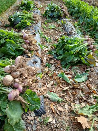 인생은 소풍처럼님의 자유주제 · 자유게시판 작성글 사진