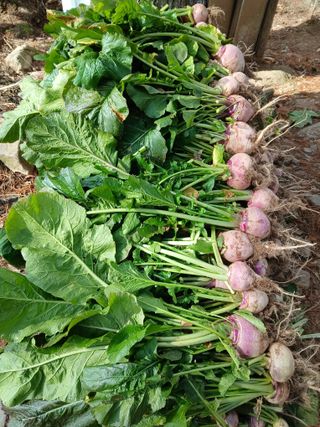 인생은 소풍처럼님의 자유주제 · 자유게시판 작성글 사진