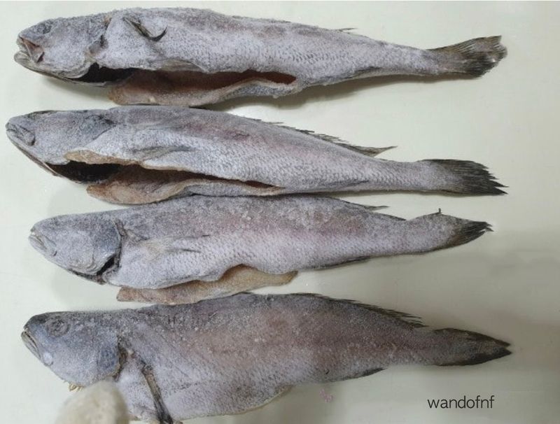 김진국님의 장터 판매 상품 [튀김,구이 등 다용도로 조리 가능한 민어새끼(통치, 약 35cm 길이 400g)2마리] 첨부 사진