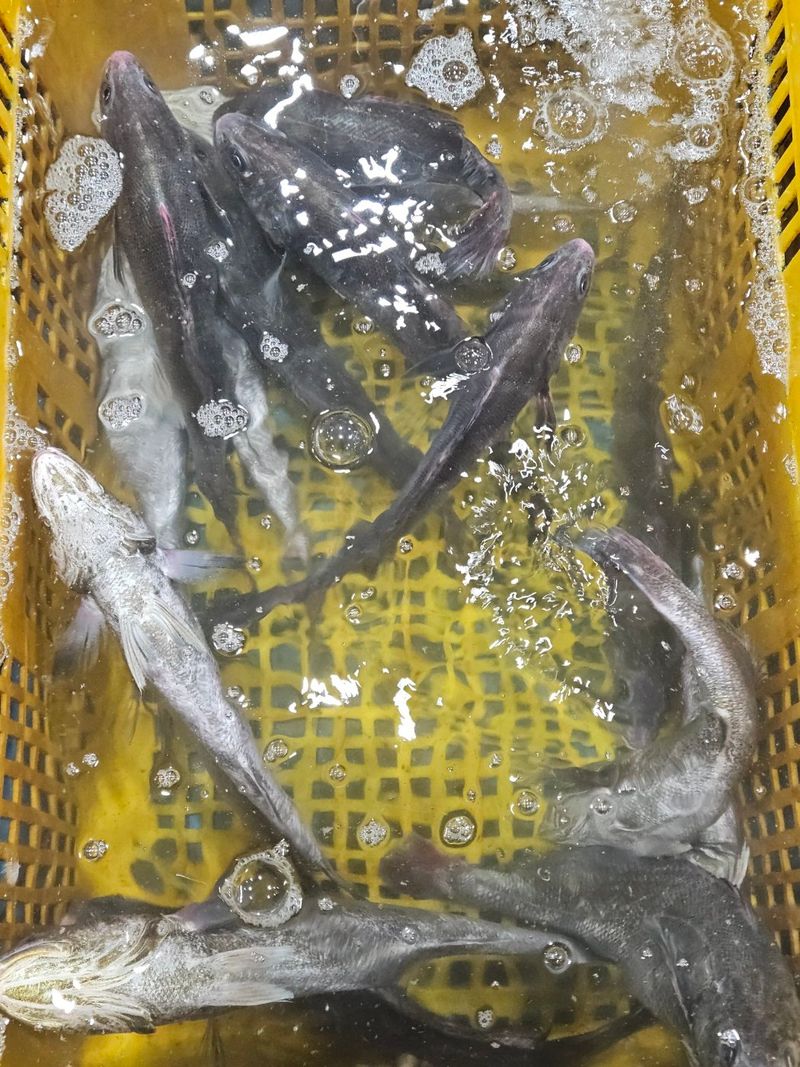 김진국님의 장터 판매 상품 [튀김,구이 등 다용도로 조리 가능한 민어새끼(통치, 약 35cm 길이 400g)2마리] 첨부 사진