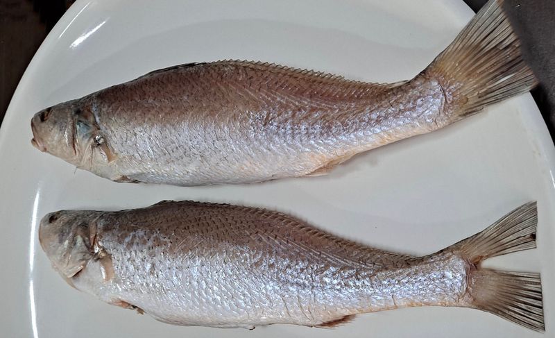 김진국님의 장터 판매 상품 [튀김,구이 등 다용도로 조리 가능한 민어새끼(통치, 약 35cm 길이 400g)2마리] 첨부 사진