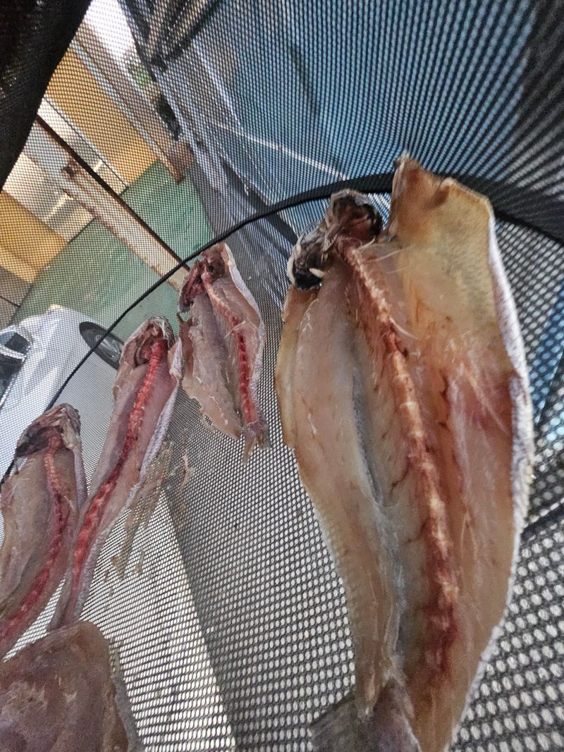 김진국님의 장터 판매 상품 [튀김,구이 등 다용도로 조리 가능한 민어새끼(통치, 약 35cm 길이 400g)2마리] 첨부 사진