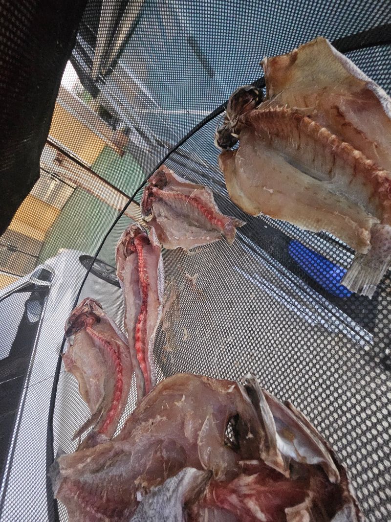 김진국님의 장터 판매 상품 [튀김,구이 등 다용도로 조리 가능한 민어새끼(통치, 약 35cm 길이 400g)2마리] 첨부 사진