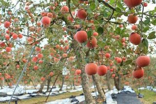 박상대님의 농사경력 최고의 순간을 알려주세요. · 참여글 작성글 사진