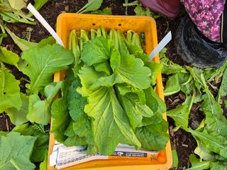 돌산갓스타님의 기타작물 · 영농일지 작성글 사진