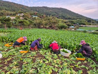 돌산갓스타님의 기타작물 · 영농일지 작성글 사진