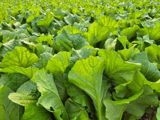 돌산갓스타님의 기타작물 · 영농일지 작성글 사진