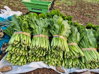 돌산갓스타님의 기타작물 · 영농일지 작성글 사진