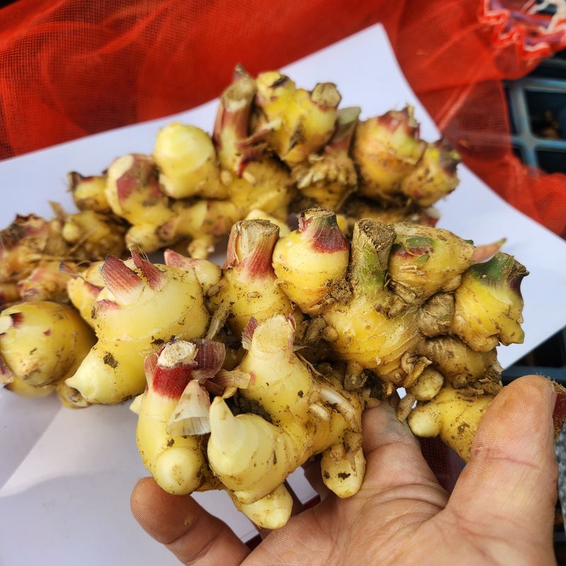 장터 상품 [[김장할인] 태안반도 해풍 맞은 유황생강 1kg] 썸네일