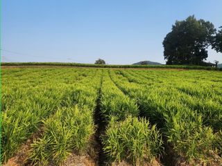 조한솔님의 작성글 사진