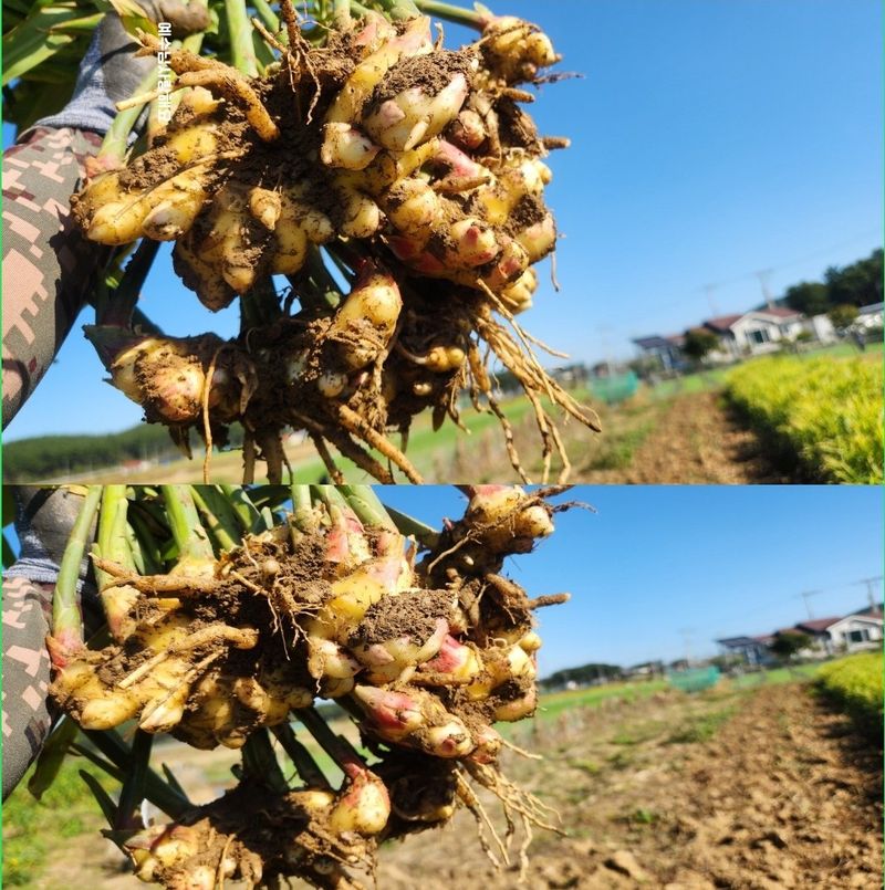 조한솔님의 장터 판매 상품 [[김장할인] 태안반도 해풍 맞은 유황생강 1kg] 첨부 사진