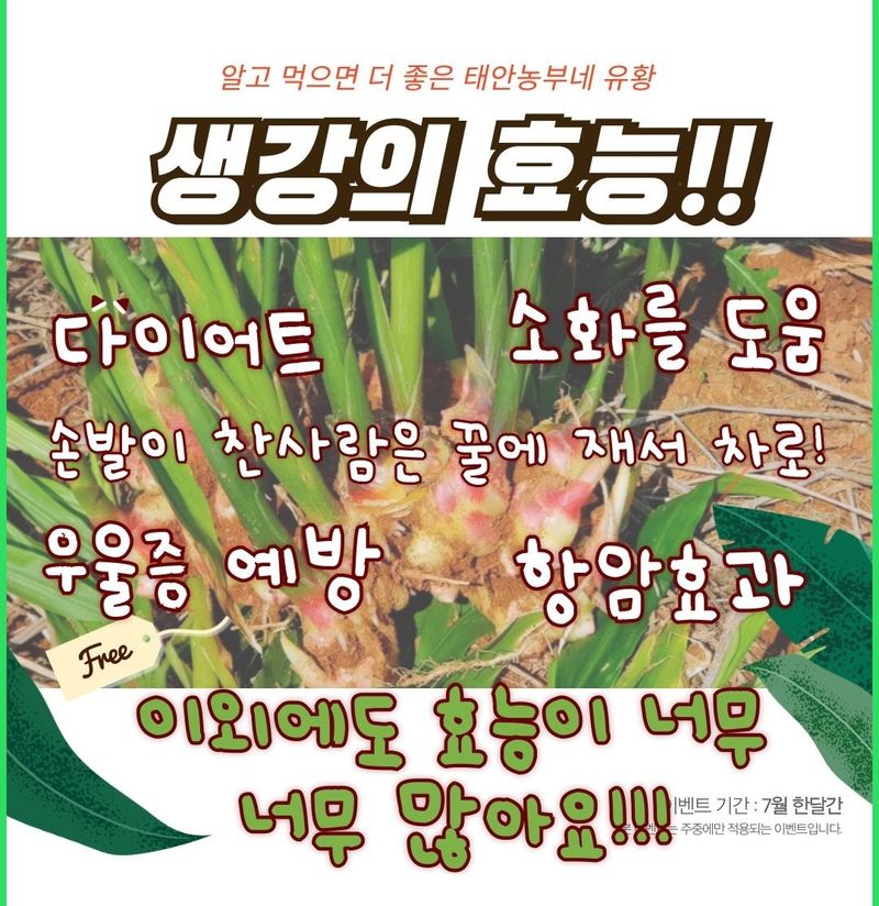 조한솔님의 장터 판매 상품 [[김장할인] 태안반도 해풍 맞은 유황생강 1kg] 첨부 사진