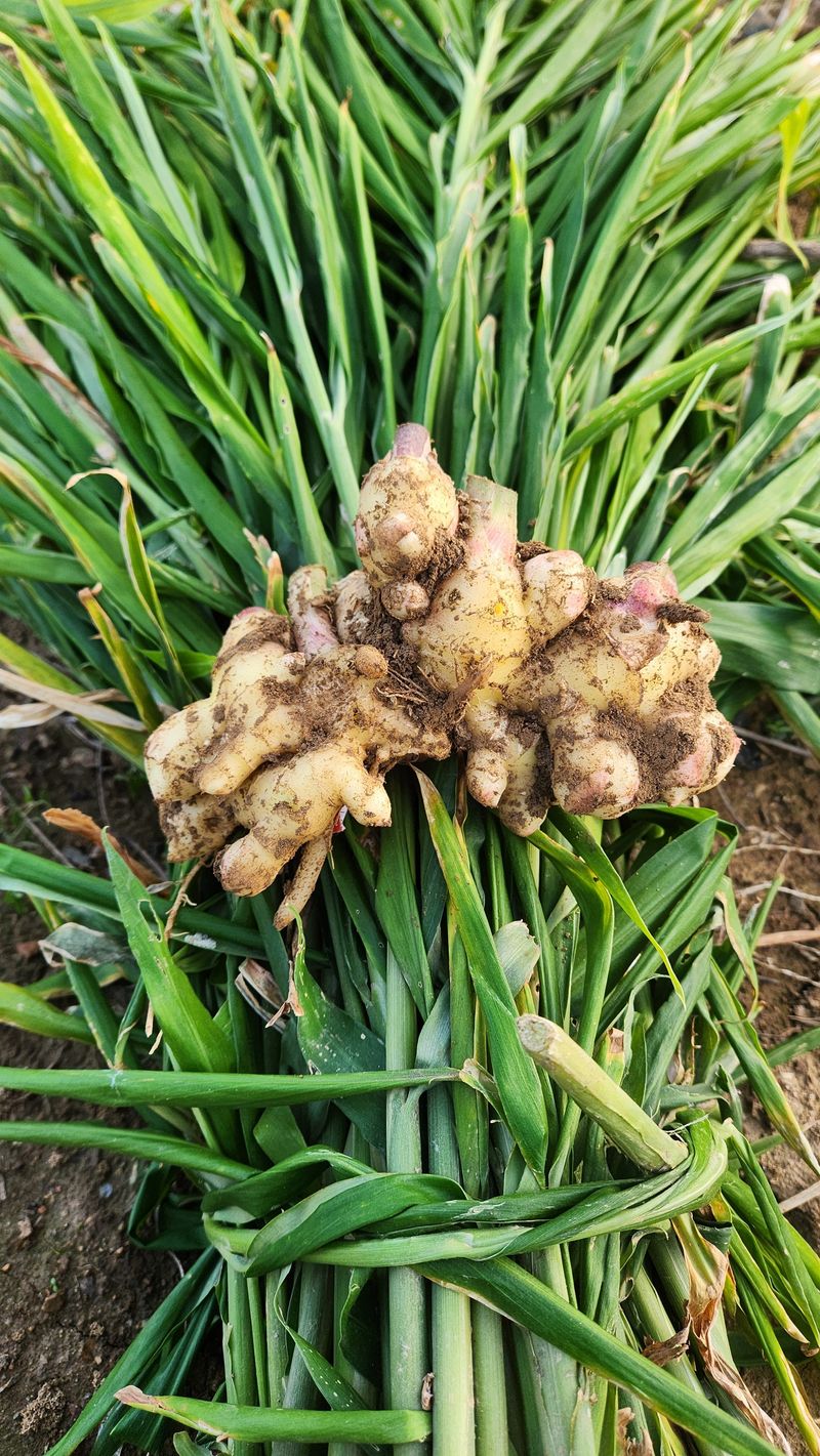 조한솔님의 장터 판매 상품 [[김장할인] 태안반도 해풍 맞은 유황생강 1kg] 첨부 사진
