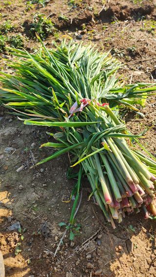 조한솔님의 작성글 사진