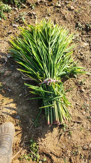 조한솔님의 작성글 사진