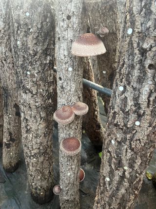 한밭농원님의 버섯 · 영농일지 작성글 사진