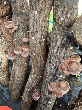 한밭농원님의 버섯 · 영농일지 작성글 사진