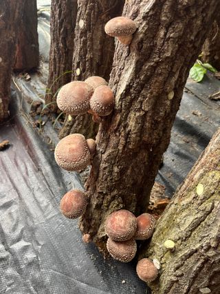 한밭농원님의 버섯 · 영농일지 작성글 사진